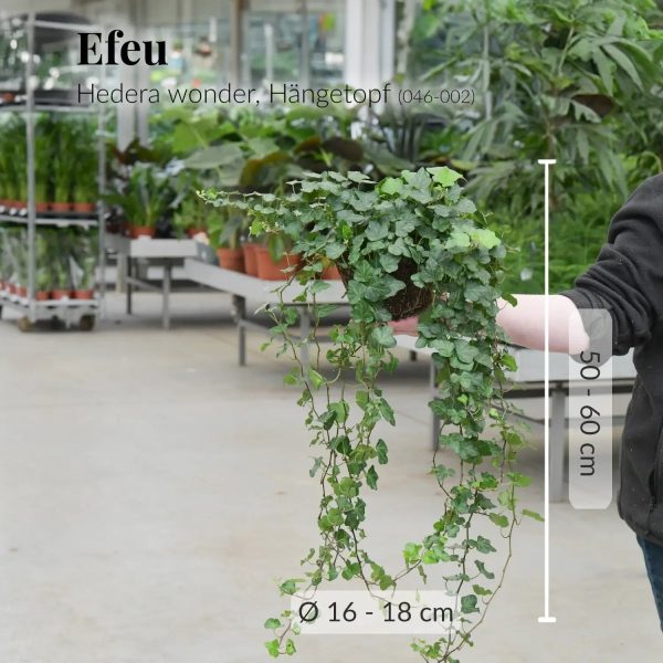 Hängende Efeuampel Wonder mit langen Ranken Rabatt – Bild 4