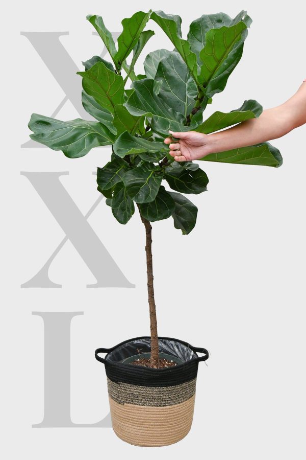 XXL Geigenfeigen-Baum 130-140cm Zu verkaufen – Bild 2