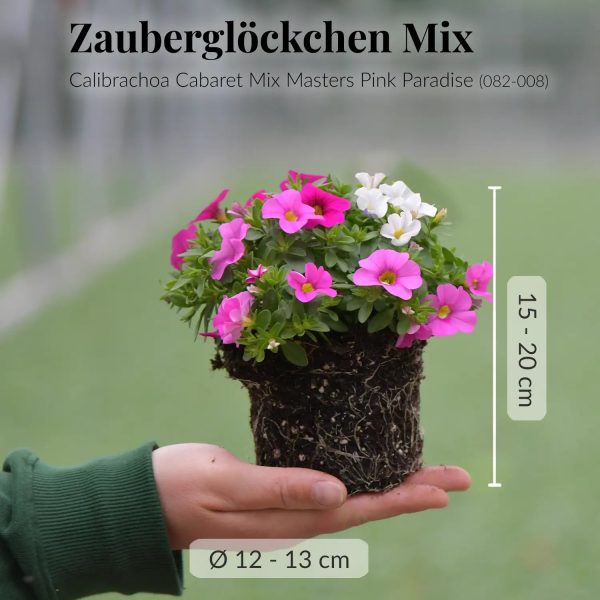 Balkonkasten Set Rosa Sommerblumen Traum Verkauf – Bild 4