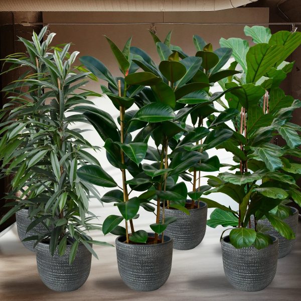 Palettenset Ficus: 6XXL Büropflanzen in Keramiktöpfen Rabatt