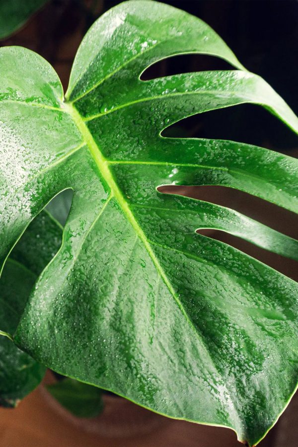 Hydro XL Büropflanze Monstera Betonoptik hohe Vase Online – Bild 3