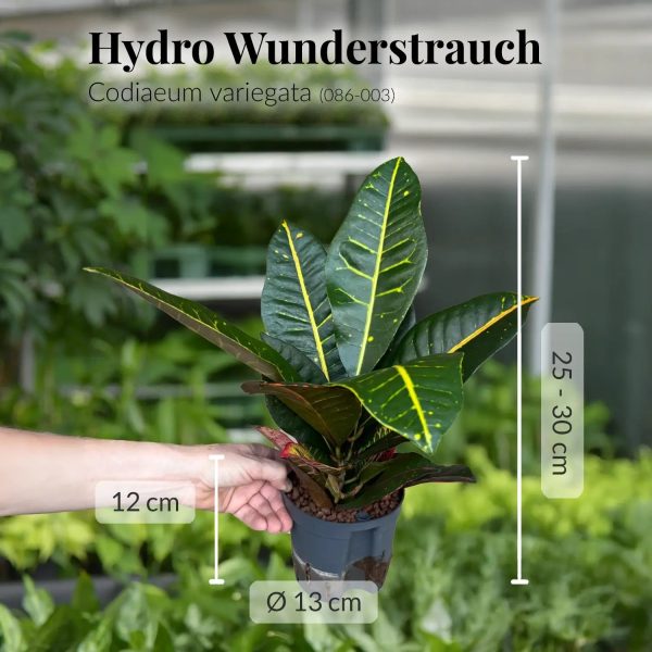 Hydro 3er Pflanzen Set Wunderstrauch Online-Schn?ppchen – Bild 3