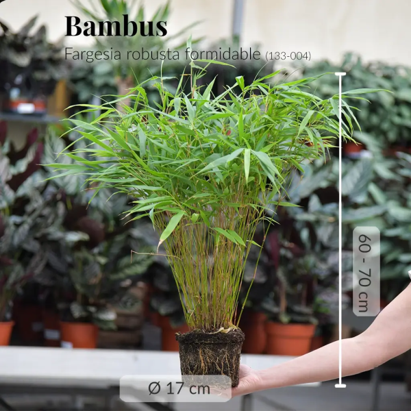 Balkon-Bambuspflanze Boo Online – Bild 3