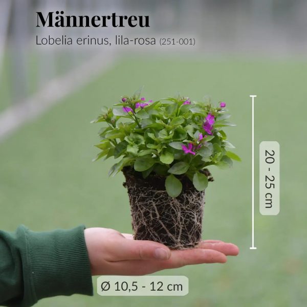 Balkonkasten Set Rosa Sommerblumen Traum Verkauf – Bild 5
