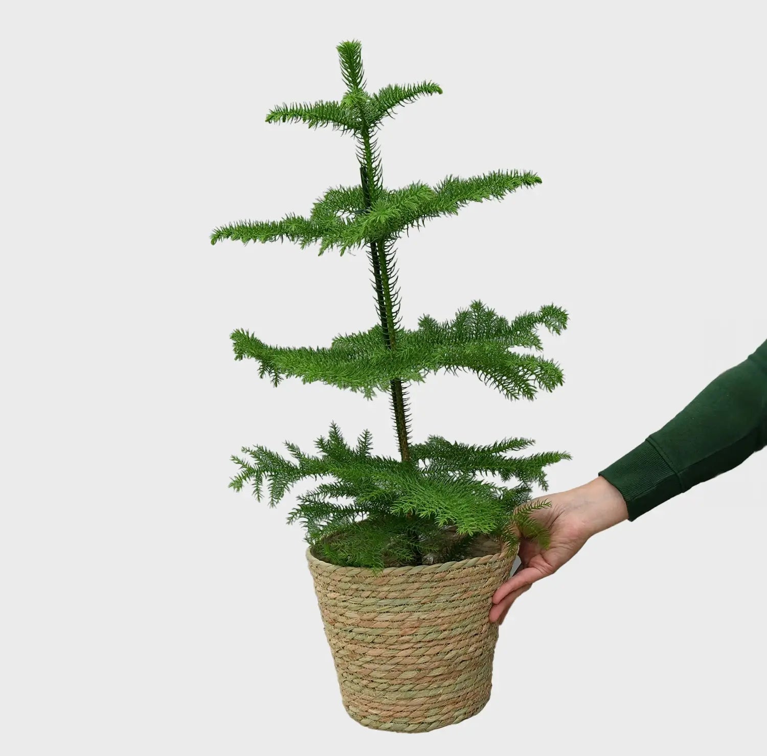Kleine Zimmertanne, 50cm Online-Verkauf