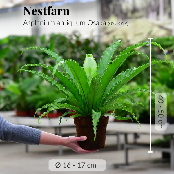 Nestfarn Osaka Jetzt online – Bild 3