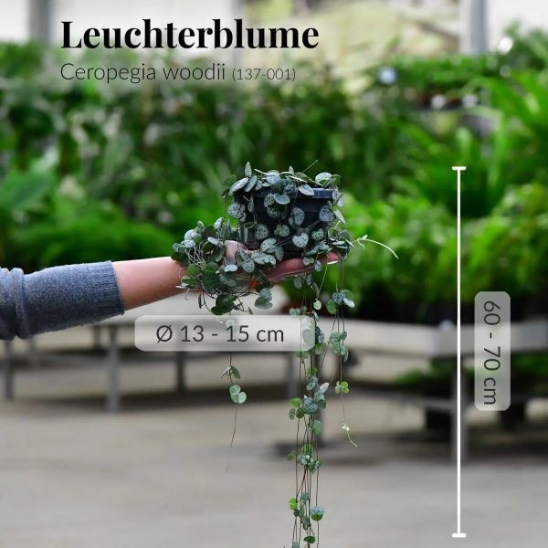Leuchterblume String of Hearts Online-Verkauf – Bild 3