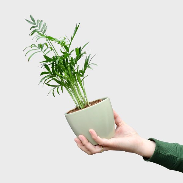 Babypflanze Bergpalme Online-Schn?ppchen