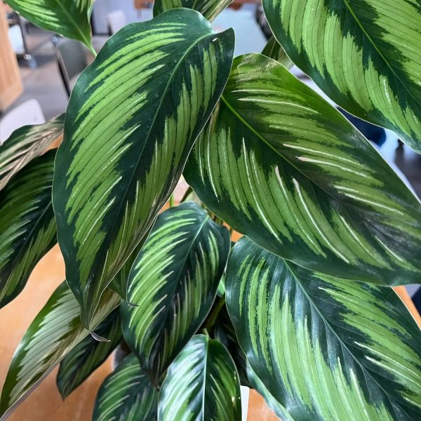 Calathea Beauty Star Schn?ppchen – Bild 3