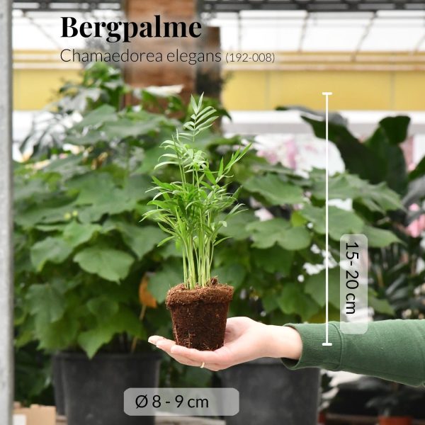 Babypflanze Bergpalme Online-Schn?ppchen – Bild 3