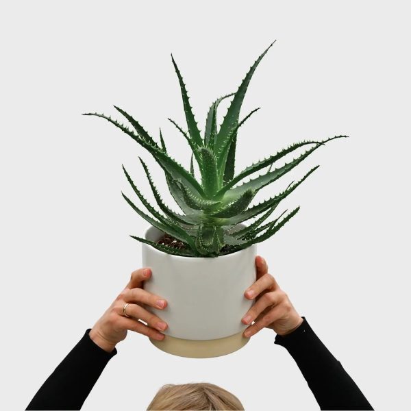Aloe Aborescens Zu verkaufen