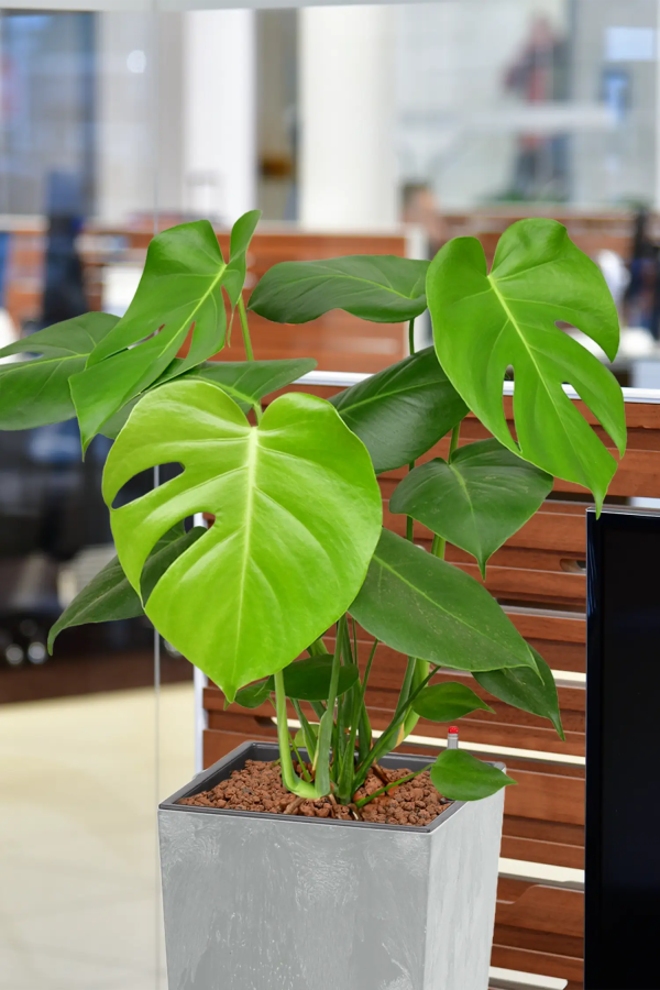 Hydro XL Büropflanze Monstera Betonoptik hohe Vase Online – Bild 2