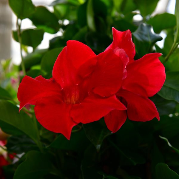 Mandevilla Roja Schn?ppchen – Bild 2