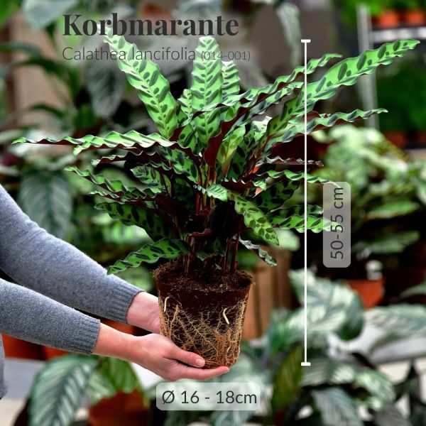 Calathea Lancifolia Online-Schn?ppchen – Bild 3