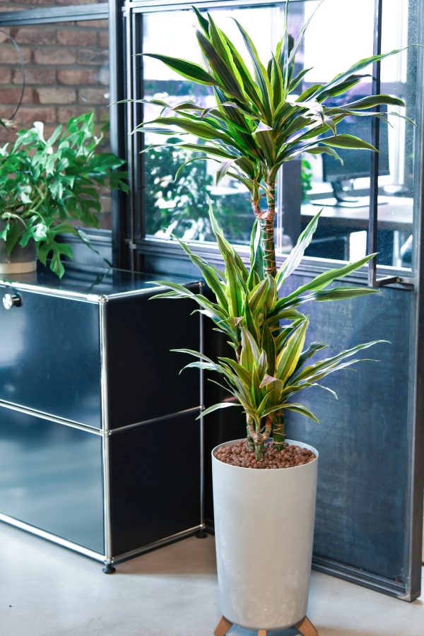 Hydro Kingsize Lemon Drachenbaum 110-120cm Angebot – Bild 2