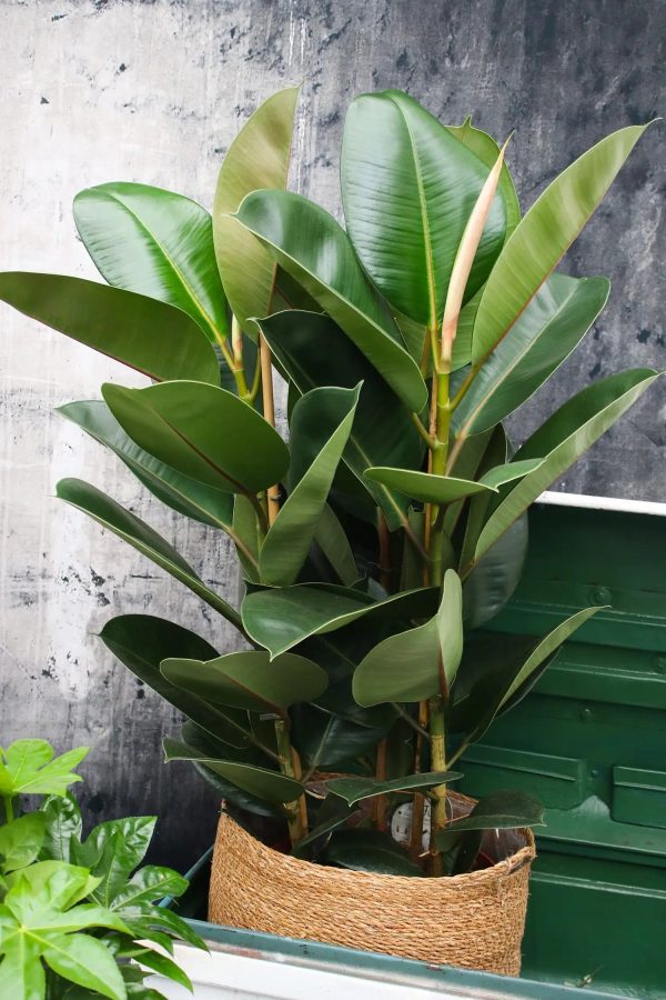 Großer Gummibaum, 90cm Rabatt – Bild 2