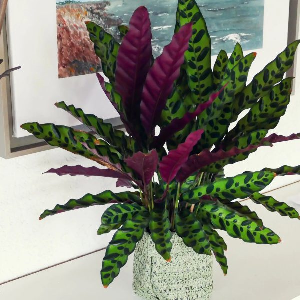 Calathea Lancifolia Online-Schn?ppchen – Bild 2