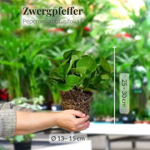 Peperomia No.14 Jetzt online – Bild 3