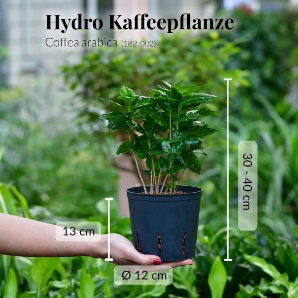 4er Box Hydro Katzentraum Jetzt online – Bild 5