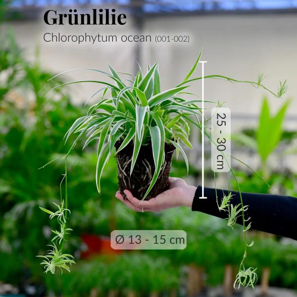 Grünlillie No.14 Rabatt – Bild 2