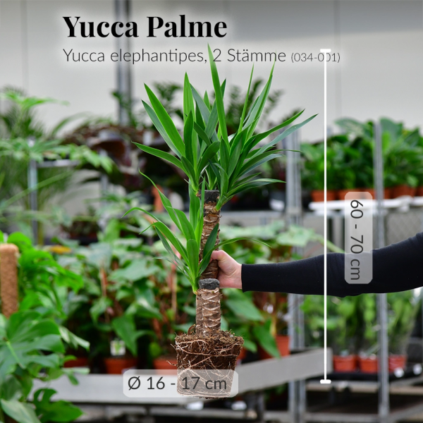 Yucca Palme Schn?ppchen – Bild 4