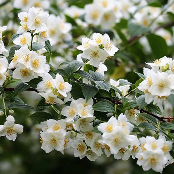 Weißer Sommerjasmin am Rankgitter Rabatt – Bild 3