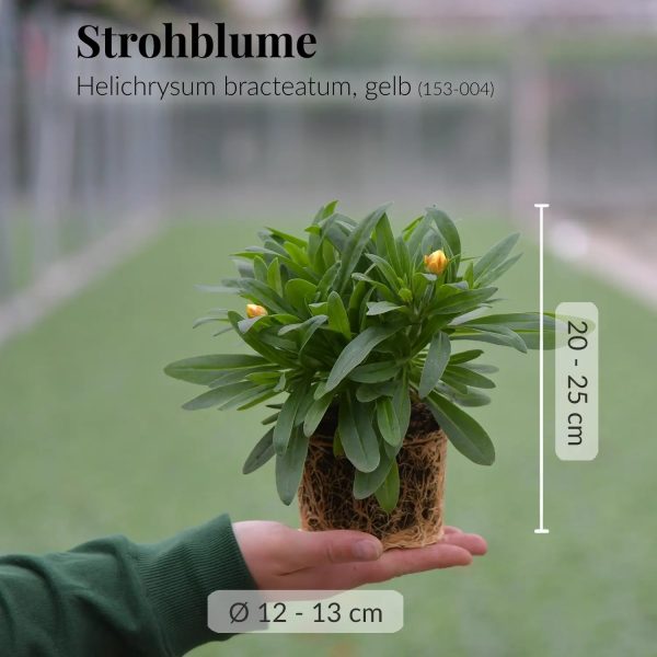 3er Box Gelbe Strohblumen Im Angebot – Bild 3