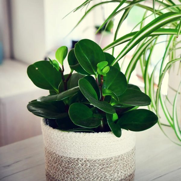 Peperomia No.14 Jetzt online – Bild 2