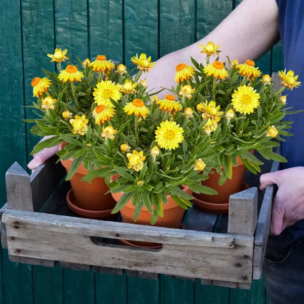 3er Box Gelbe Strohblumen Im Angebot