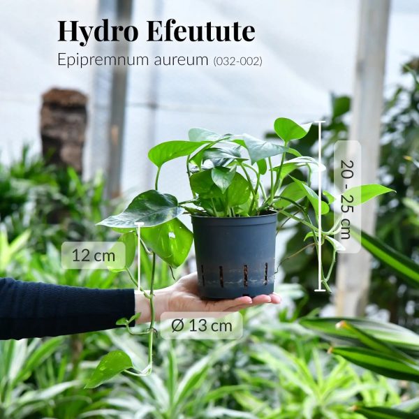 Hydro Efeutute Online – Bild 3