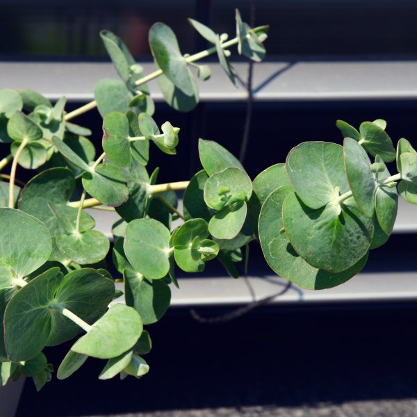 3er Box Duftender Eukalyptus Zu verkaufen – Bild 2