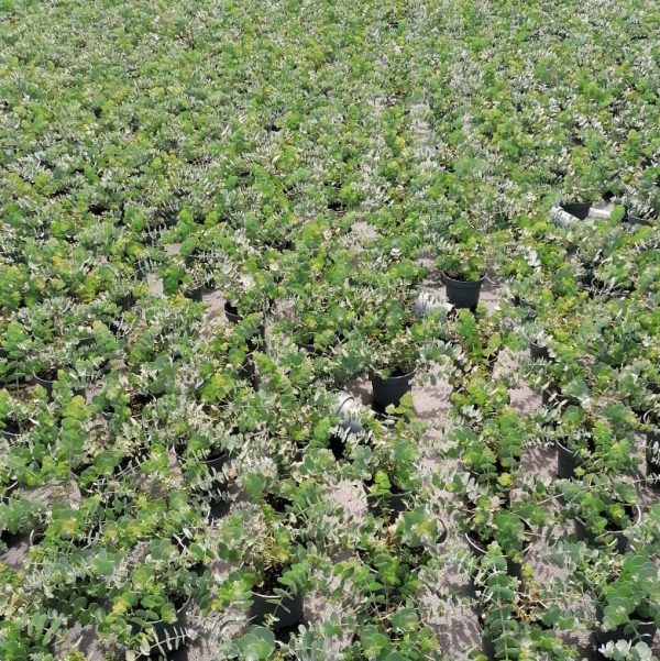 3er Box Duftender Eukalyptus Zu verkaufen – Bild 3