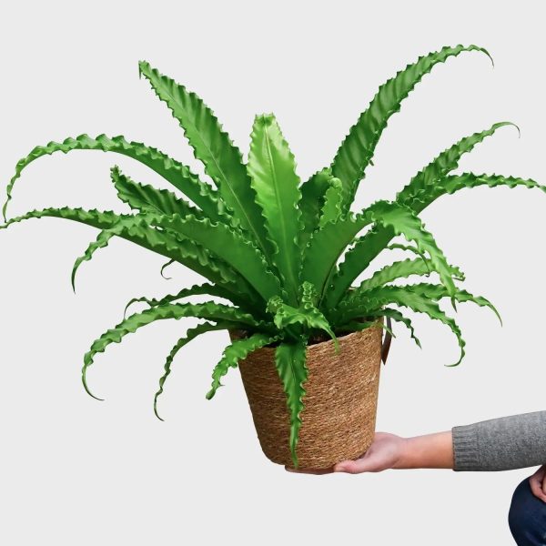 Nestfarn Osaka Jetzt online