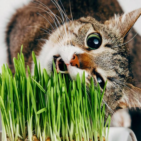 3er Weizengras Box PetLove Schn?ppchen – Bild 4