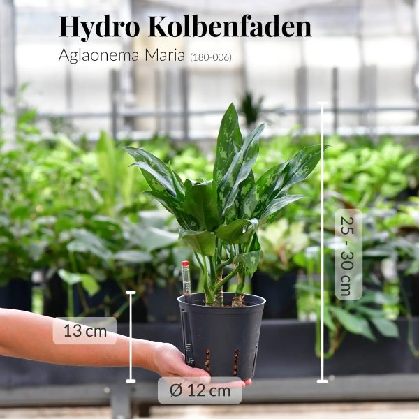 Hydro Kolbenfaden Maria Online-Verkauf – Bild 4