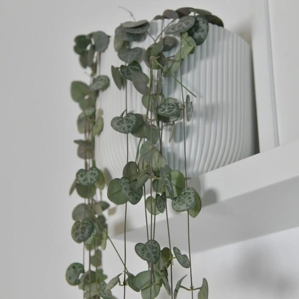 Leuchterblume String of Hearts Online-Verkauf – Bild 2