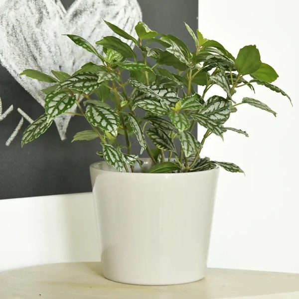 Keramiktopf Lina 14cm Angebot – Bild 4