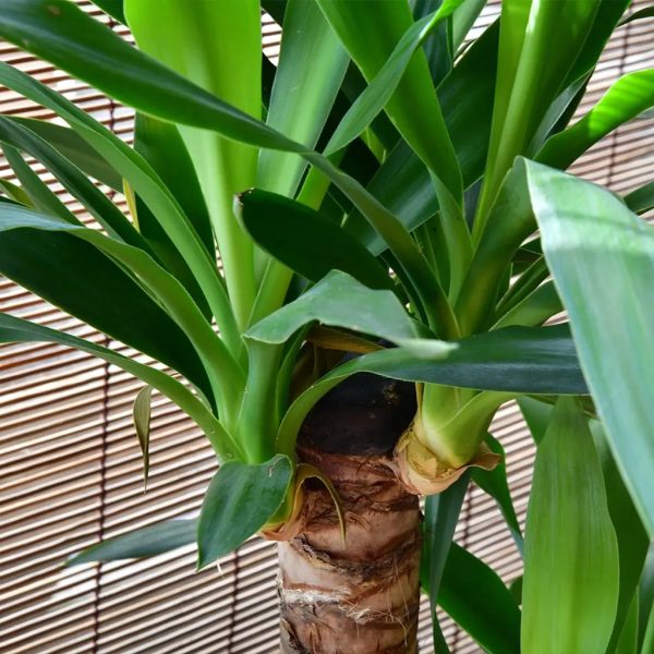 Yucca Palme Schn?ppchen – Bild 3