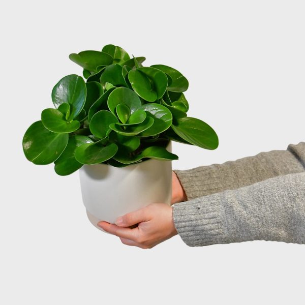 Peperomia No.14 Jetzt online