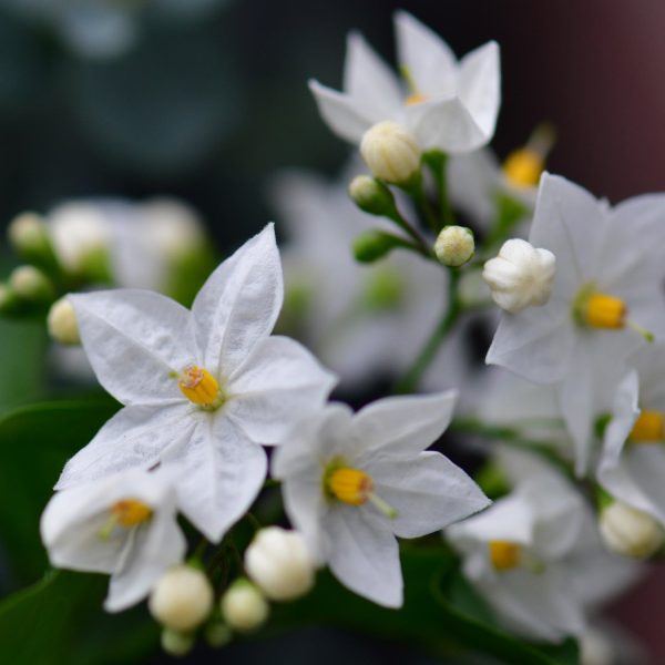Weißer Sommerjasmin am Rankgitter Rabatt – Bild 2