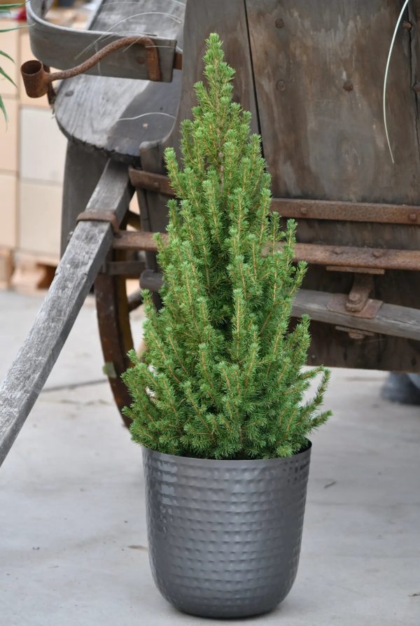 Großer Weihnachtsbaum im Topf, 100-110cm Online-Schn?ppchen – Bild 2