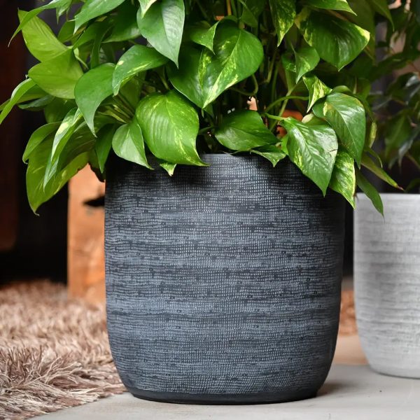 Palettenset Ficus: 6XXL Büropflanzen in Keramiktöpfen Rabatt – Bild 3