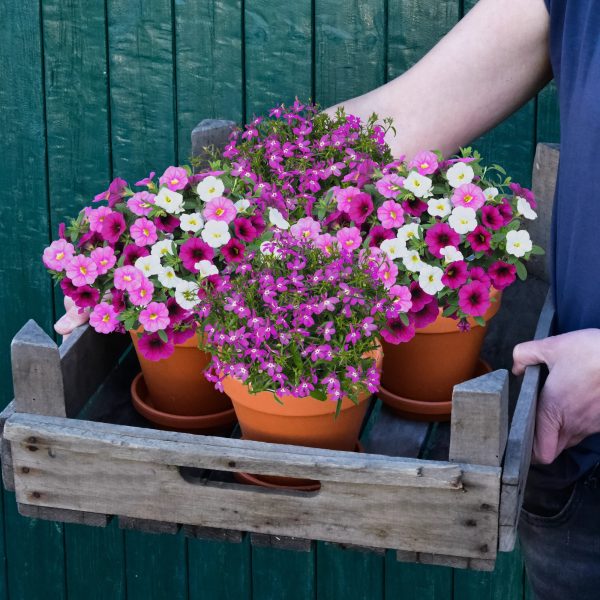 Balkonkasten Set Rosa Sommerblumen Traum Verkauf – Bild 2