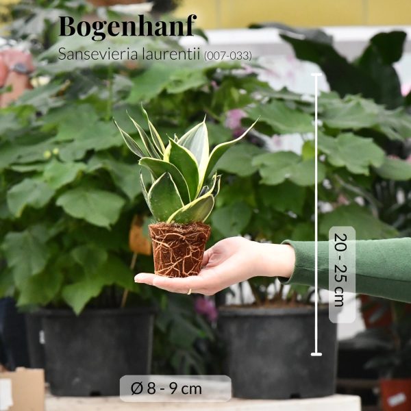 Babypflanze Sansevieria Schwiegermutterzunge Rabatt – Bild 2