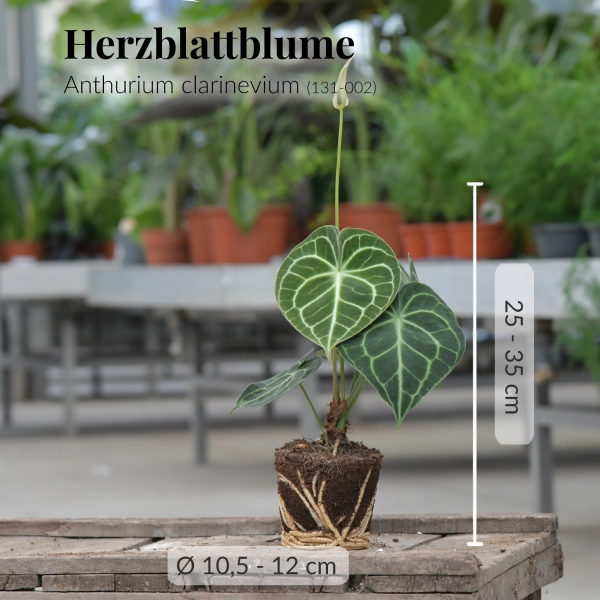 Deine Herzblattblume Online-Schn?ppchen – Bild 4