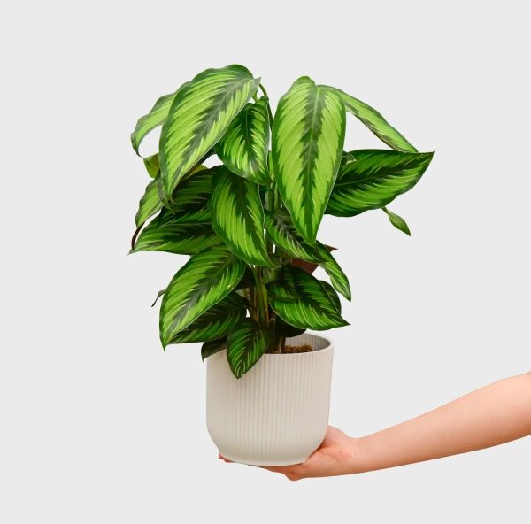 Calathea Beauty Star Schn?ppchen