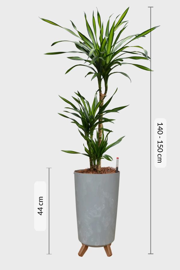 Hydro XL Büropflanze Rikki in Betonoptik Vase Im Angebot – Bild 4