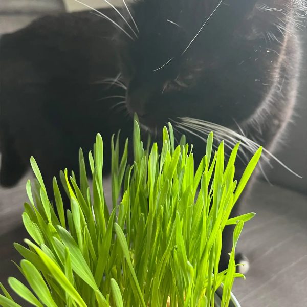 3er Weizengras Box PetLove Schn?ppchen – Bild 2