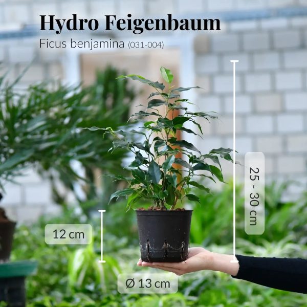 Hydro Ben Ficus Verkauf – Bild 2