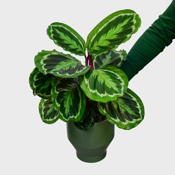 Calathea Medallion Online-Schn?ppchen